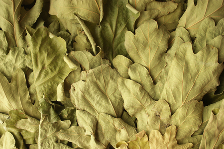dry oak leaves horizontal backgroundの写真素材