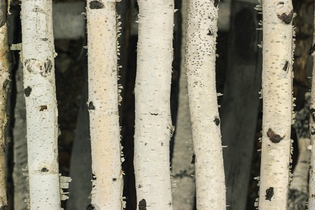 Closeup of birch sticks and moss natural vertical backgroundの写真素材