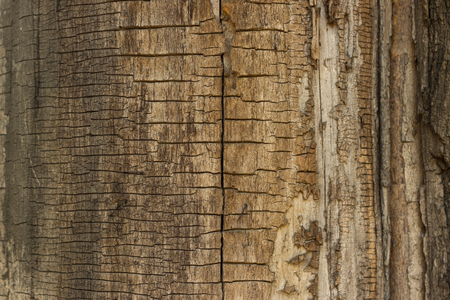 Dry wood cracked backgroundの写真素材