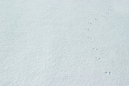 Traces of animals in crusty snow. Concept of hunting and shooting wild animals. Migration and mating...