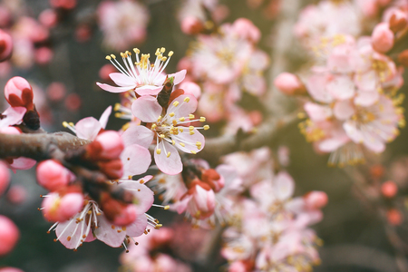 Close up view on cherry branches with blossoms on blurred background in spring sunny dayの写真素材