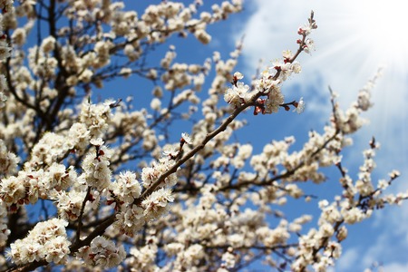Tree branches with spring blossoms on bright blue sky and clouds backgroundの写真素材