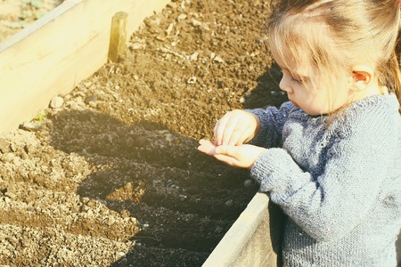 Child girl planting seeds on spring sun. Gardening, planting concept flower seeds into high beds.の写真素材