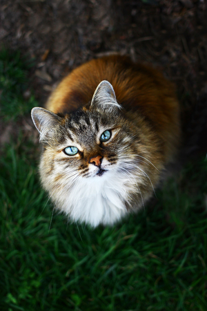 Close up view on a fluffy blue eyed catの写真素材