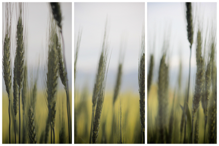 Green wheat ears background triptich concept designの写真素材