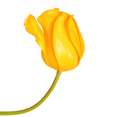Yellow tulip flower head isolated on white backgroundの写真素材