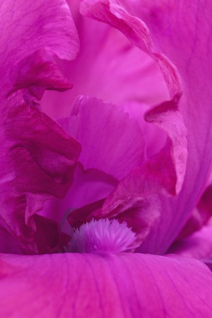 Close up macro view on center of pink iris flower petals in outdoor garden verticalの写真素材
