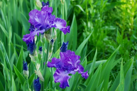 Close up view on Bright violet irises flowers with green leaves in outdoor gardenの写真素材