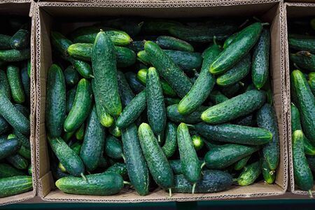 Cucumber harvest. many cucumbers from the field in the cardboard boxesの写真素材