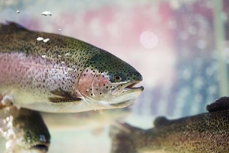 Steelhead trout or Rainbow trout close-up floating under water backgroundの写真素材