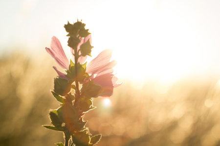Close up mallow moschata species of mallow that grows in meadows and ditches of Tian Shan...