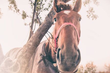 Funny portrait of a red horse beside the treeの写真素材