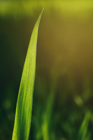 Spring green grass stem on blured background vertical