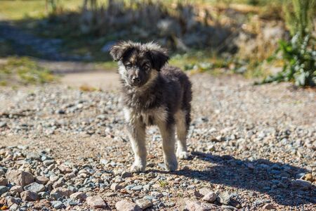 Cute gray puppy pooch on rural scene backgroung.の写真素材