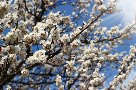 Spring tree branches with blossoms on bright blue sky background