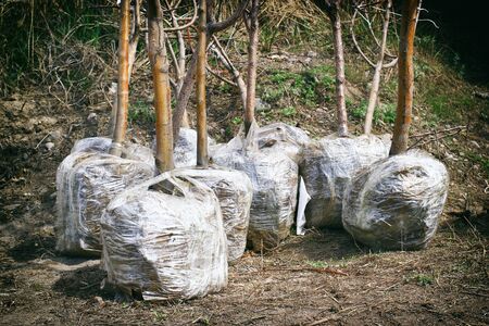Young spring trees seedlings with roots wraped by a plastic and prepaired for sale and transportationの写真素材