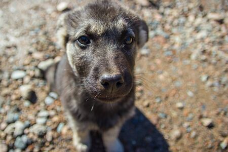 Cute gray puppy pooch portrait on rural scene backgroung.の写真素材