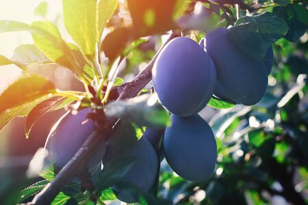 Close up of the plums on branch. Ripe plums on a tree branch in the garden.の写真素材