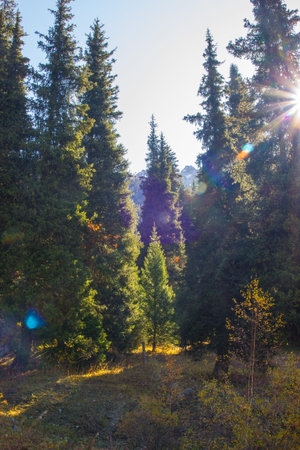 Tien Shan spruce in morning light background.の写真素材