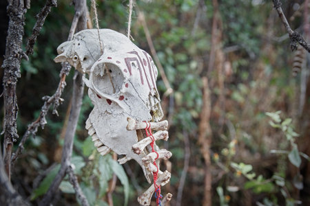 Red color painted animal scull on wooden triangle outdoor. Black magic voodoo ritualの写真素材