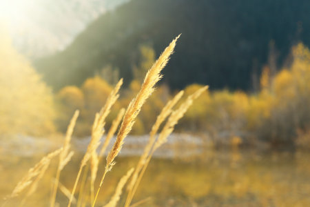 Yellow branch of a plant on a blurred lake