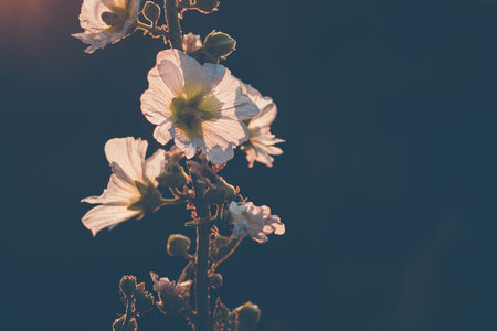 Mallow moschata species of mallow that grows in meadows and ditches of Tian Shan mountainous areas...