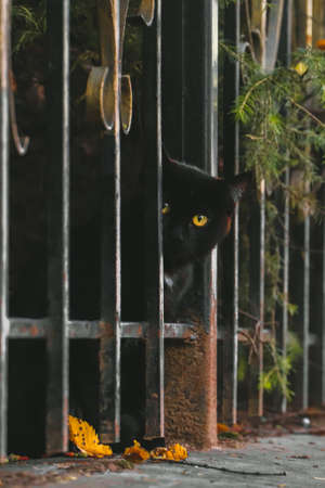 Portrait of cute attentive street black cat looking at camera from behind fence.の写真素材