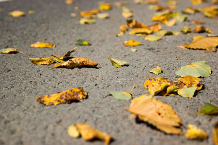 Yellow fallen leaves on asphalt. Golden autumn street. Last sunny day weather. Beautiful comfortable safety City life.の写真素材