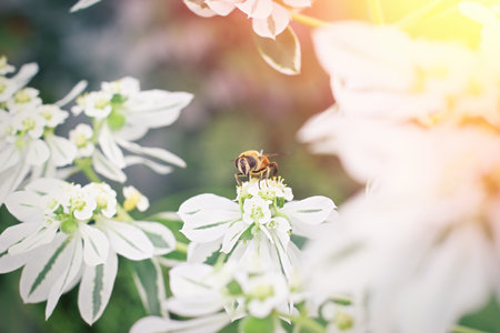 Honey bee on white flowers. Springtime concept.の写真素材