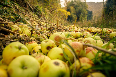 Bad waste apple harvest rotting on the ground in the Almaty mountainsの写真素材