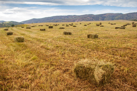 Stacks of hay in the mountains of the Trans-Ili Alatau. Harvesting time conceptの写真素材