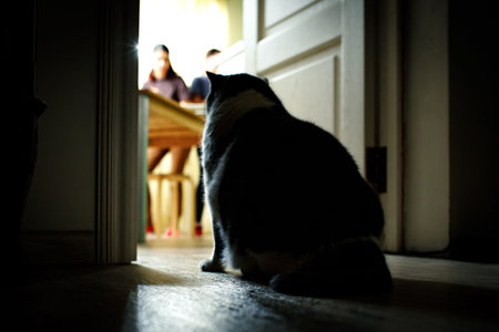 A fat cat sits in front of the kitchen entrance. Obesity cat won't let you into the dining room.