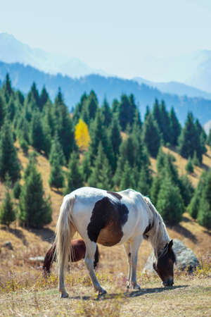 A white horse grazes in a meadow in the mountains. Vertical copy space.の写真素材