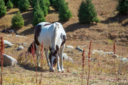A beautiful white horse with brown spots grazes on a picturesque mountain pasture.の写真素材