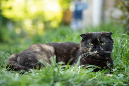 A lop-eared cat lies on the summer green lawn in the garden.の写真素材