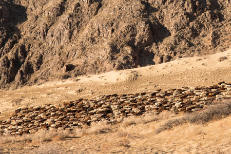 A large herd of rams returns from pasture in arid area of central asia.の写真素材