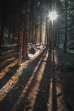 Pine forest at sunset in the bear gorge along the path to the Ayusay waterfall, ile alatau parkland...