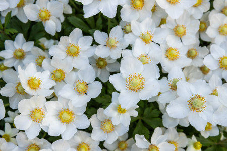 Fresh summer little white flowers in the garden background, top view.の写真素材