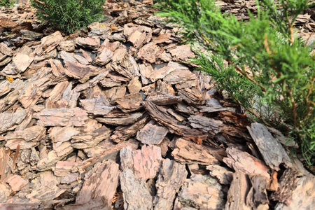 Tree bark mulch laid under coniferous bushes used in gardening.