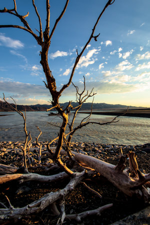 An eyecatching scene showcasing a barren tree silhouetted against serene waters beneath a vibrant sunset sky.の写真素材
