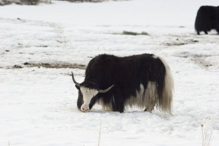 Lick the snowの写真素材