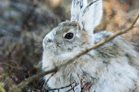 Snowshoe hare, a close relative of the easter bunny, in natural environment