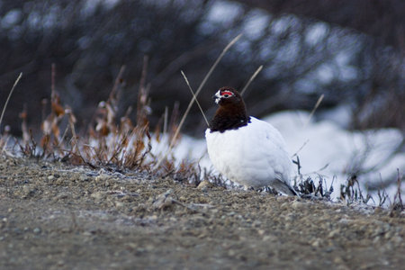 Warming place fpr ptarmigans in early spring is the roadsideの写真素材