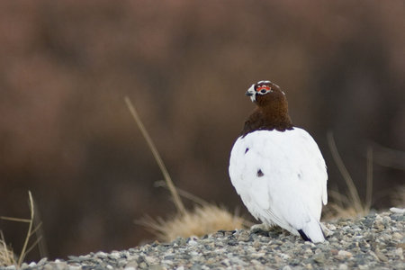 Male ptarmigan watching around. Spring time, Denali national park, ALaskaの写真素材