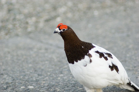 Male ptarmigan in its spring dress - already not winter but not yet summerの写真素材