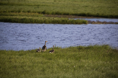 Wild geese family in the Arctic Tundra. North Slope, Alaskaの写真素材
