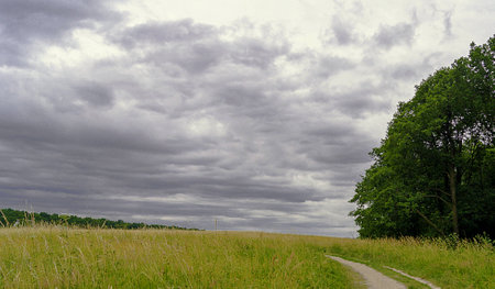Grass clouds and green treeの写真素材