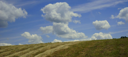 Grass and clouds in the skyの写真素材