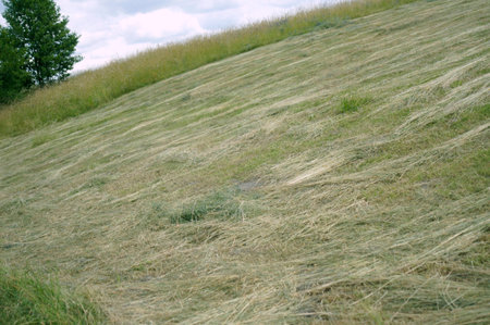 Around grass clouds and green treesの写真素材