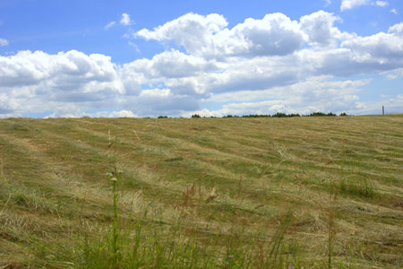 Grass and clouds in the skyの写真素材
